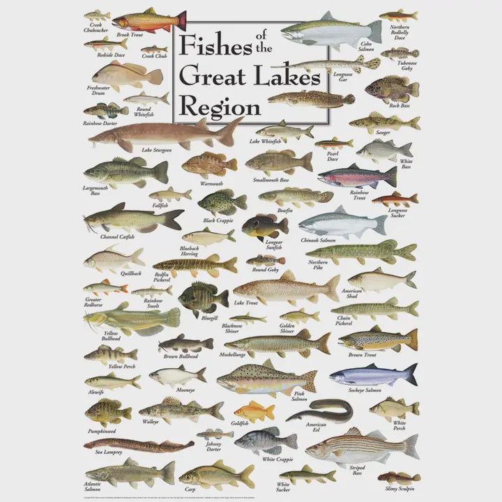 Fish of the Great Lakes Puzzle
